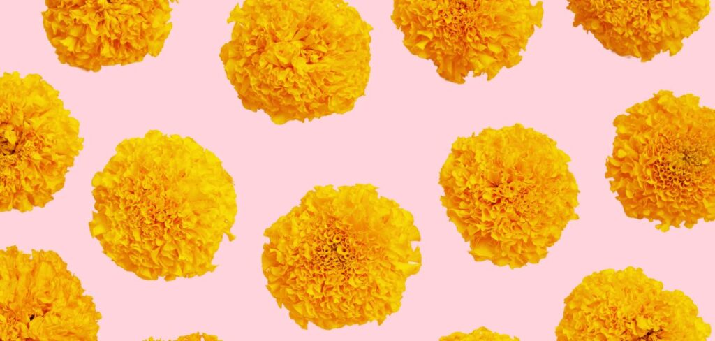 マリーゴールドの花々