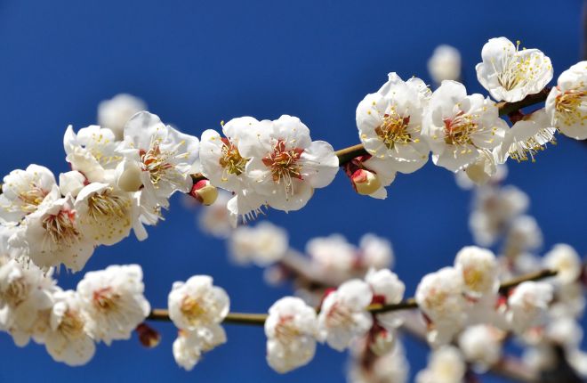 青空に輝く白梅