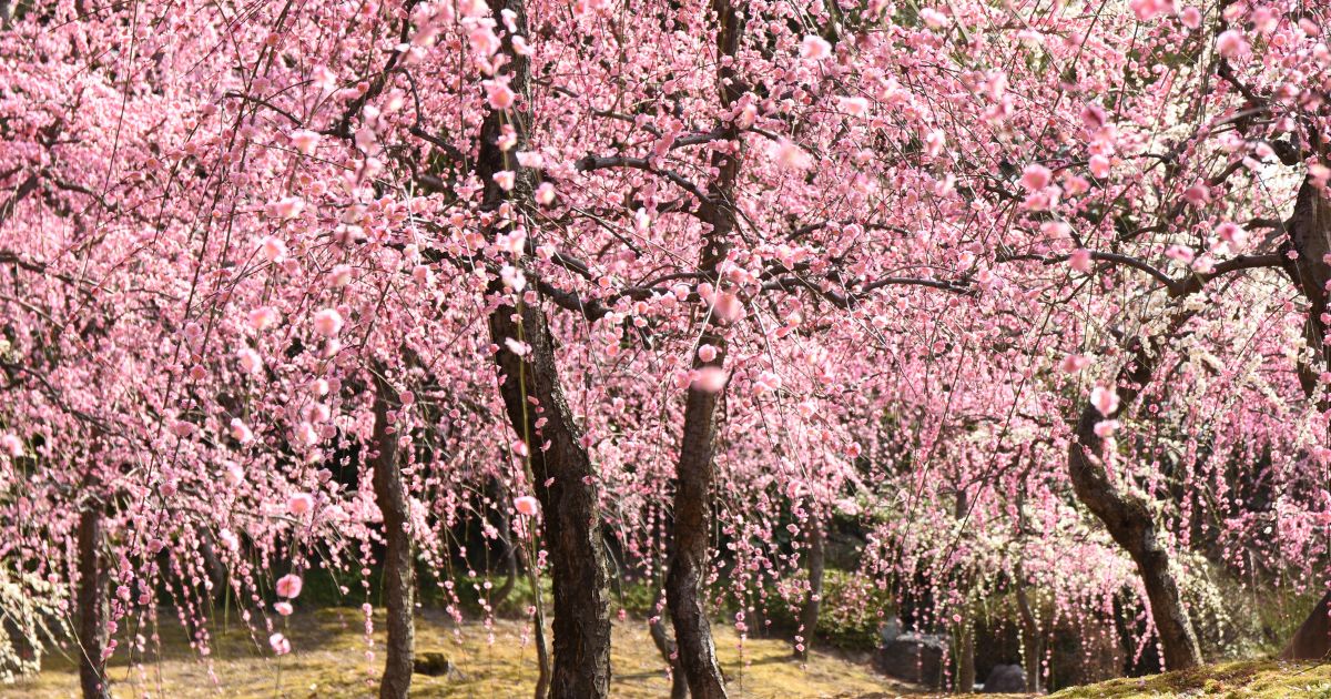 美しいしだれ梅