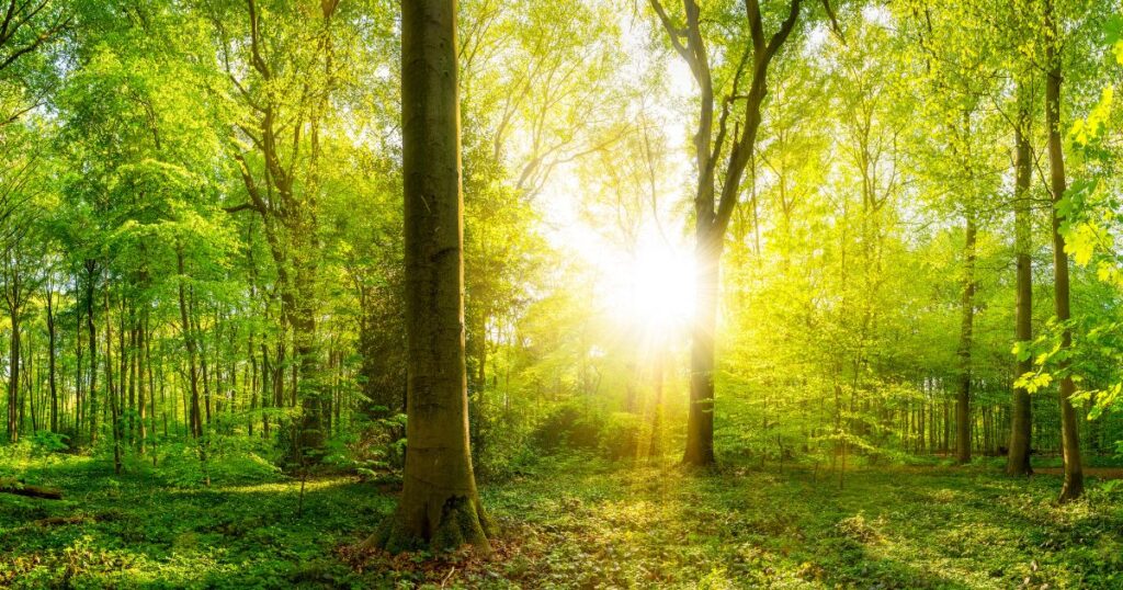 自然の緑の中で輝く太陽