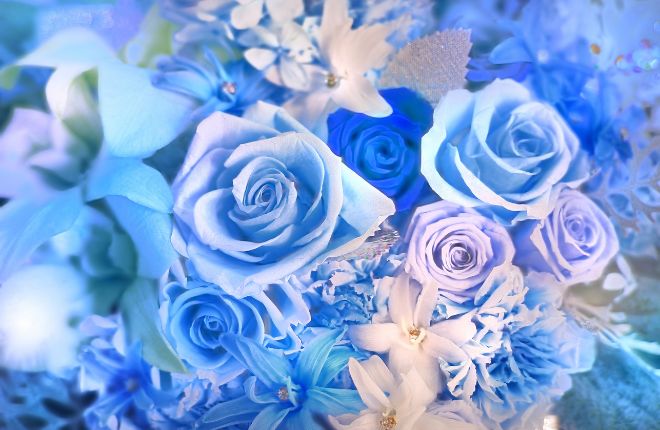 青いバラの花（夢を叶える希望の象徴）