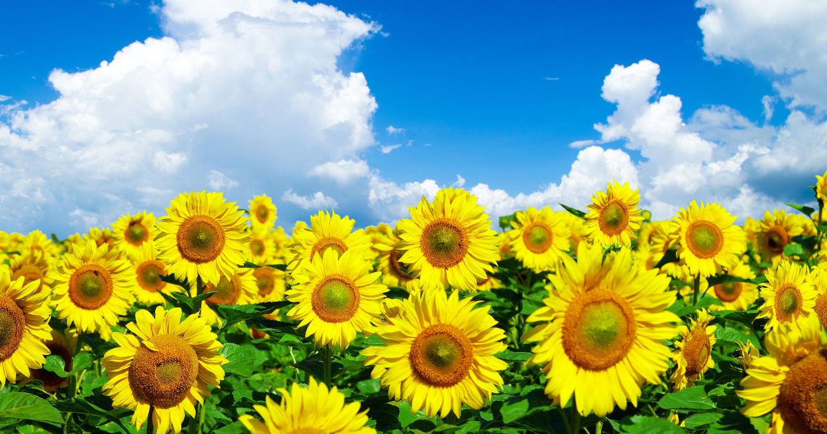 ひまわり(Sunflower)❀エディブルフラワー