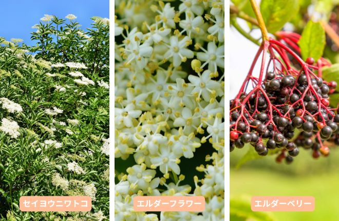 セイヨウニワトコとエルダーフラワーとエルダーベリー、全て１つの植物