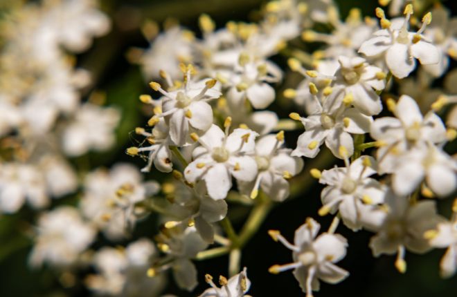 エルダーフラワーの花々